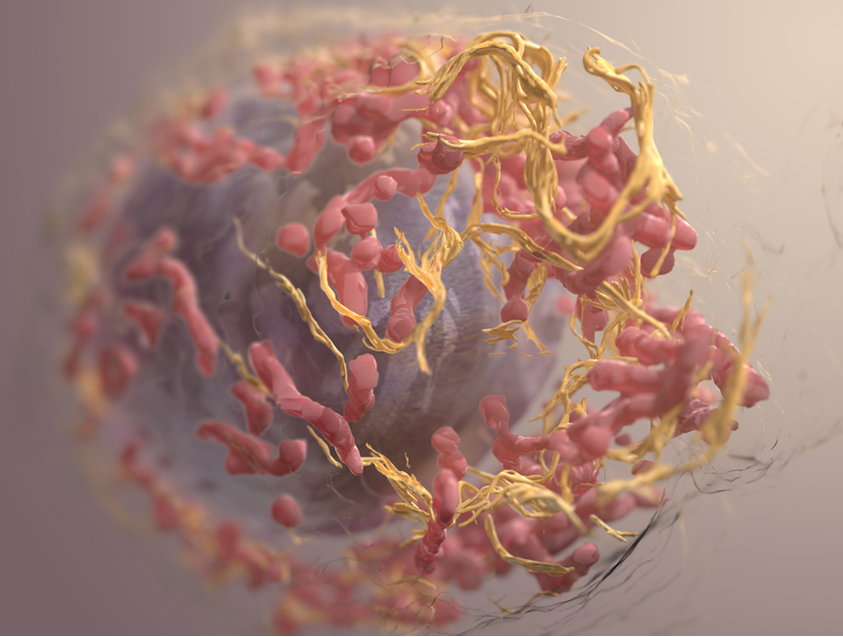 3D structure of melanoma cells (NIH)