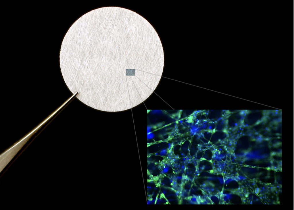 3D cell culture scaffold with hepatobiliary cells